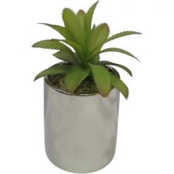 Suculenta Morrocan Ch 6.5x6.5x12 cms Concepts