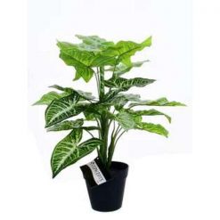 Planta 45 Concepts