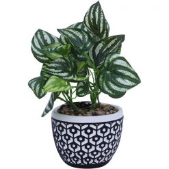 Planta Con Pote 12.5X12.5X20Cm Morrocan Dreams Concepts